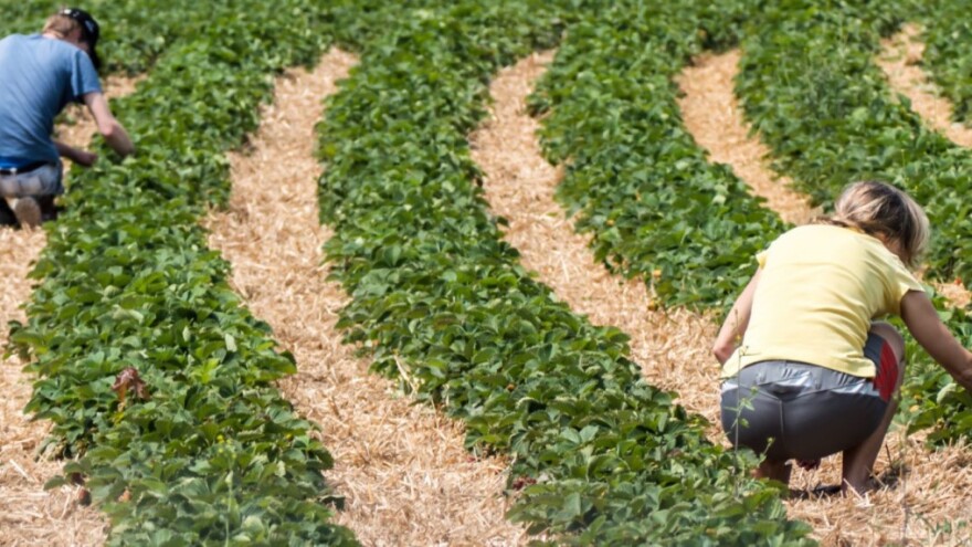 Pozvali frizere, konobare i sve nezaposlene da posao nađu u poljoprivredi