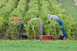 Raspisana dva natječaja za vinogradare i vinare