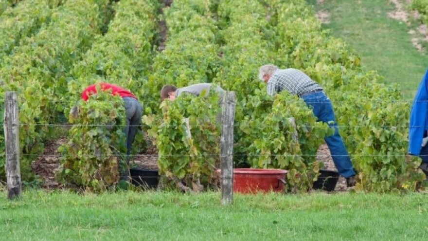 Raspisana dva natječaja za vinogradare i vinare