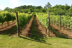 Toplo i tokom sledeće nedelje: U delovima južne Srbije ekstremna suša