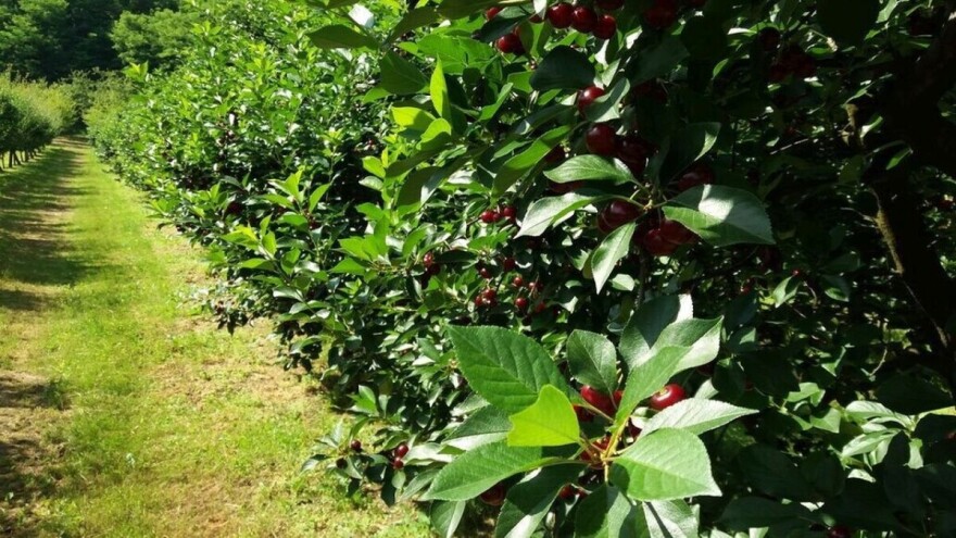 Niska otkupna cena od 30 dinara po kilogramu krči višnjike