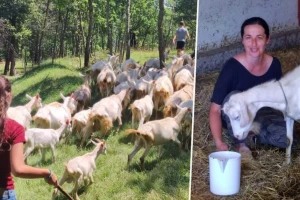 Od bronhitisa i jednog pršuta do respektabilnog stada koza na OPG-u obitelji Radoš