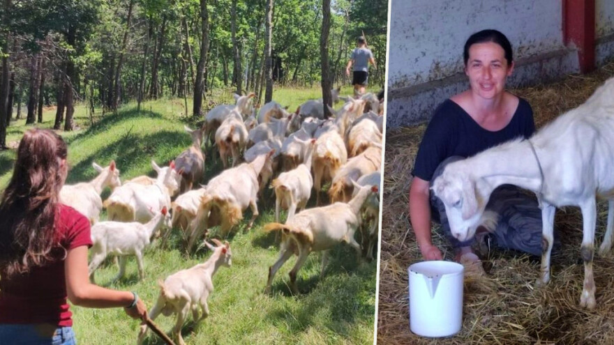 Od bronhitisa i jednog pršuta do respektabilnog stada koza na OPG-u obitelji Radoš