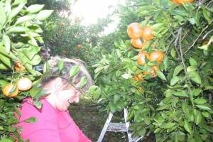 Zahuktala berba mandarina u dolini Neretve