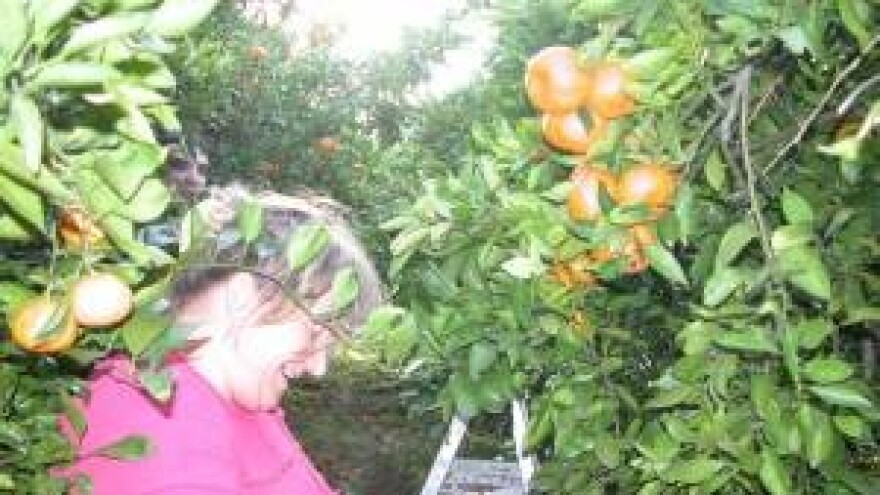 Zahuktala berba mandarina u dolini Neretve