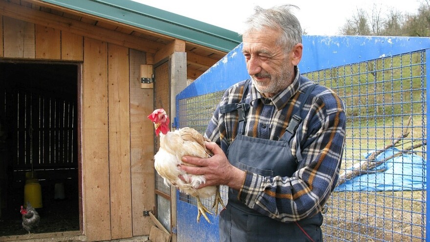 Radovan Jokanović: Organska jaja su na dobroj ceni