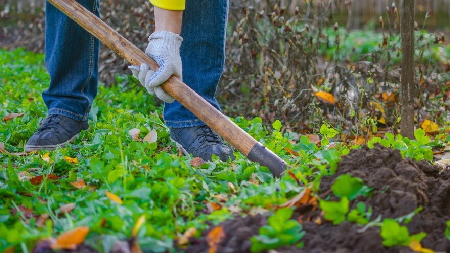 Često zalivanje dovodi do poleganja rasada