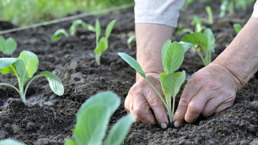 Poljoprivredni radovi u junu: Šta se sadi, a šta bere?