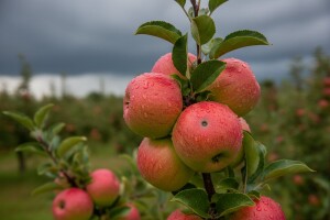 Radovi na plantažama jabuka i krušaka