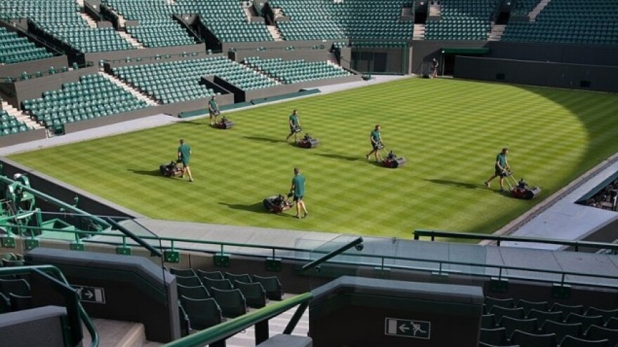 10 zanimljivosti o travi Wimbledona