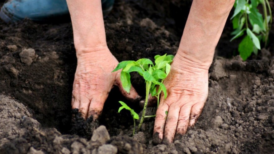 Maj je mesec sadnje rasada - smanjimo stres presađivanja