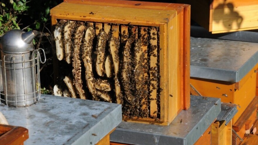 U tijeku intenzivni radovi u pčelinjaku