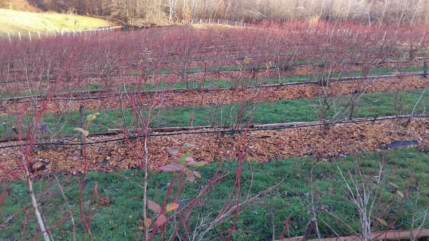 Radovi u nasadu borovnica tijekom zime: Sječku oko stabala, a na nju foliju