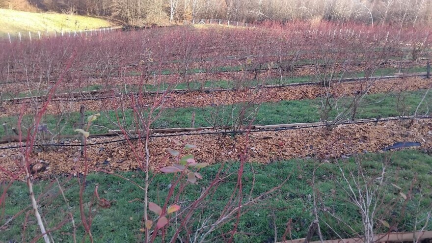 Radovi u zasadu borovnica tokom zime: Sječku oko stabala, a na nju foliju