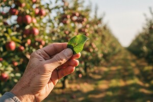 Radovi u nasadima jabuka