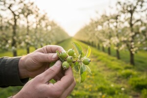 Radovi u plantažnim nasadima krušaka i jabuka