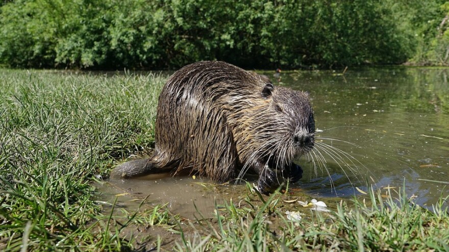 Vidjeli ste invazivnu vrstu? Dojavite Ministarstvu gospodarstva