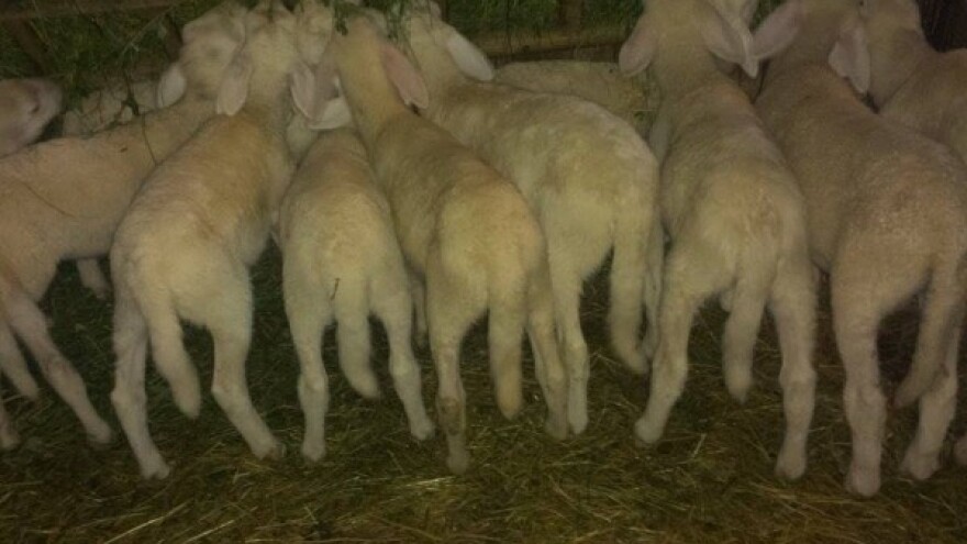 Matični uzgajivači solčavsko-jezerske pasmine ovaca