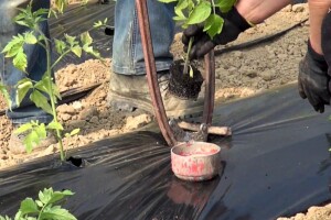 Presađivanje pikiranih rajčica u plastenik: Dubina i razmak sadnje najbitniji