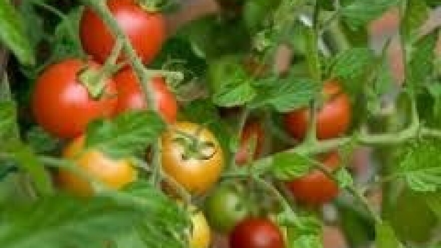 Zaštita rajčice i krumpira