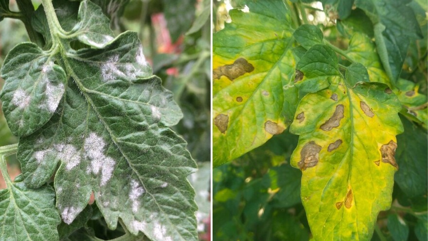 Pepelnica i plamenjača: Kako ih prepoznati, prevenirati i suzbiti širenje?