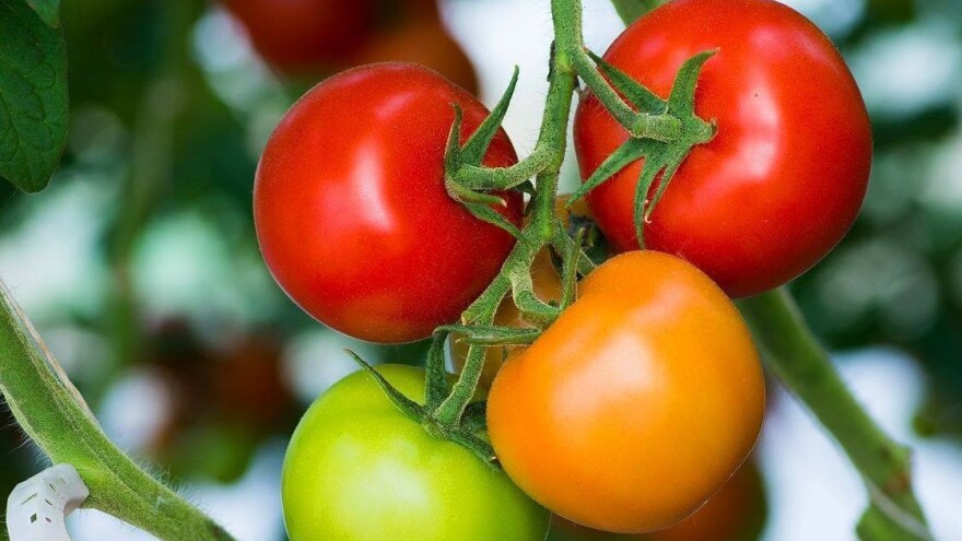 Okrenuli se hidroponskoj proizvodnji, OPG Filakov ove godine očekuje 500 tona rajčice