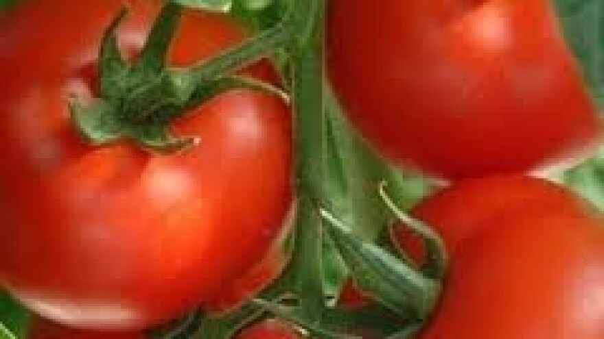 Zaštita rajčice i krumpira