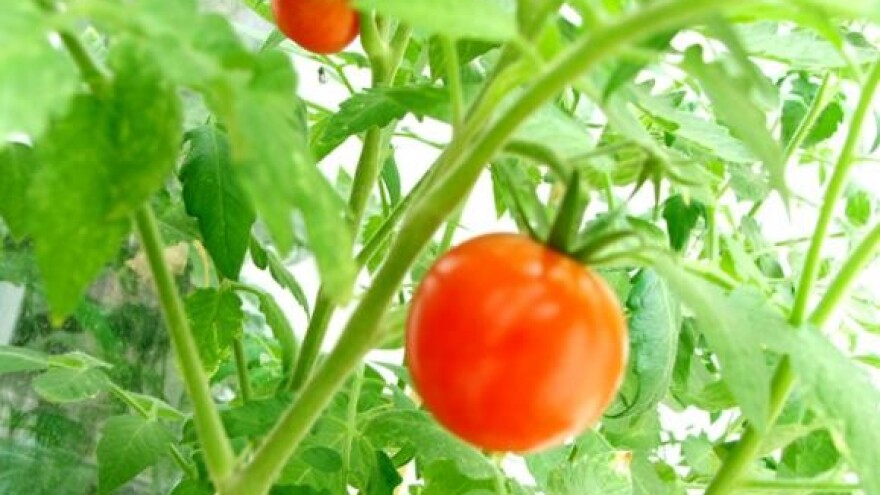 Bolesti rajčice u zaštićenom uzgoju