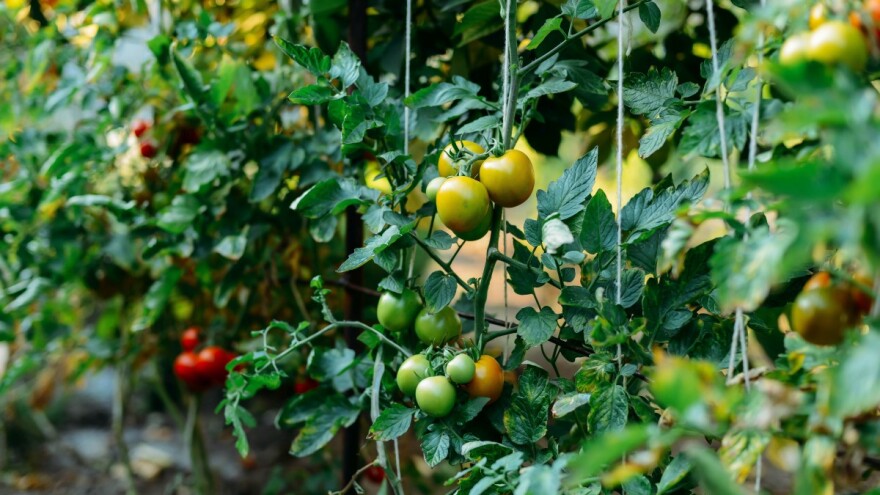 Tri desetljeća u hortikulturi: Euro-Brod na tržište doveo i svjetski poznata ICL gnojiva