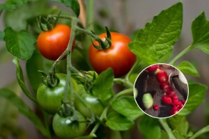Inteligentni stroj za sortiranje paradajza - detektira zelene i izbacuje ih sa trake