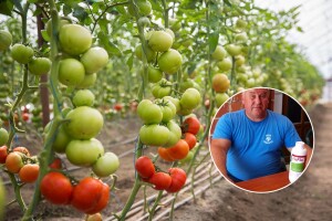 OPG Košić: Uz H2Flo, iznimno veliki plodovi rajčice i na devetoj etaži