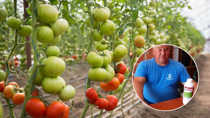 OPG Košić: Uz H2Flo, iznimno veliki plodovi rajčice i na devetoj etaži