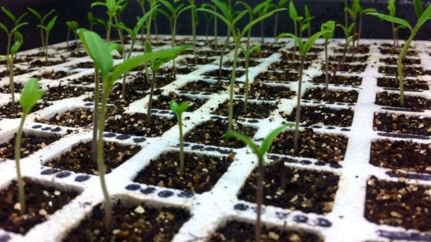 Rajčica je ponovno in - svatko ima favorita!