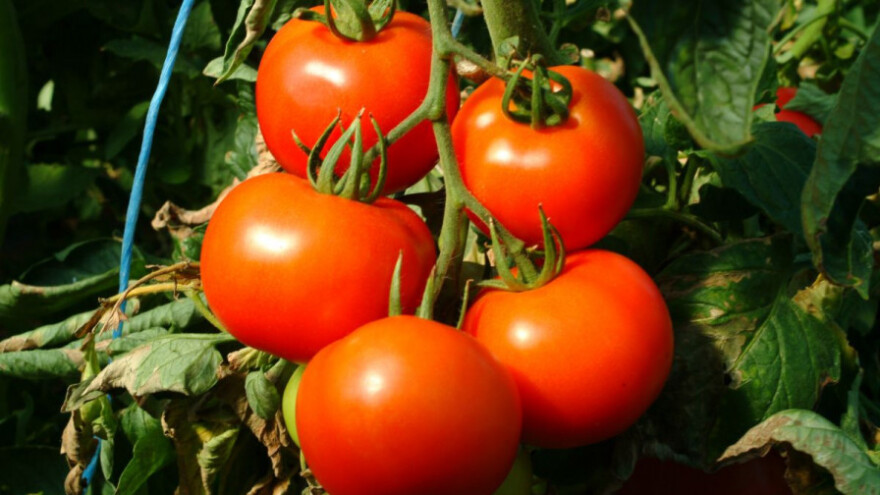 Kako obaviti kvalitetnu gnojidbu povrća?