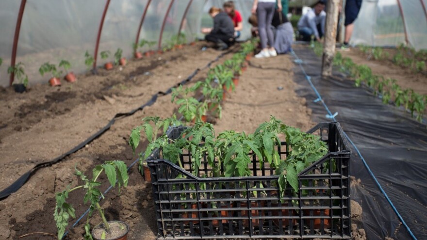 11 zadrugara počelo sa urbanom poljoprivredom, pa sada prodaju svoje proizvode pod motom "Pravo zdravo"