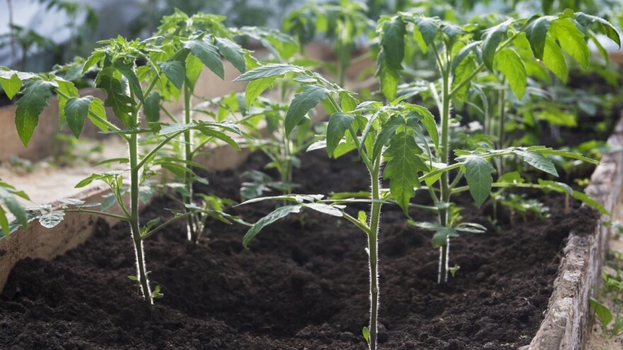 Kako huminske kiseline pomažu povećati sadržaj humusa u tlu