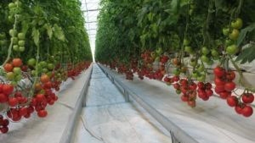 Za izgradnju i opremanje staklenika 3,7 milijuna kuna