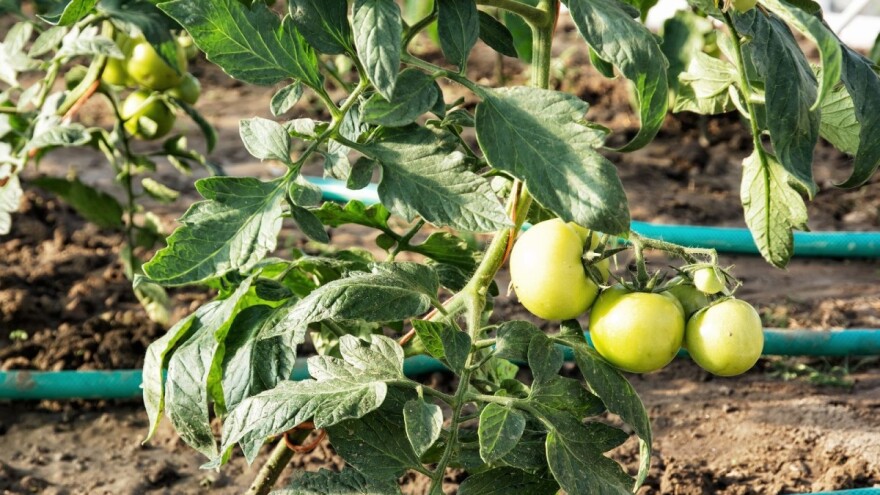 Kroz 5 faza prihrane rajčice do zdravih i otpornih biljaka!