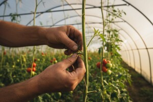 Rajčica - poznato i nepoznato