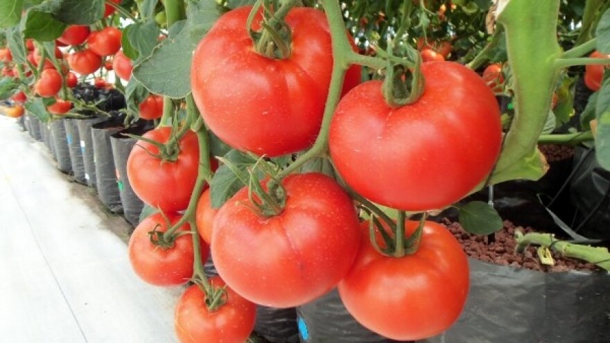 Hidroponski uzgoj - uzgoj biljki bez tla