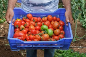 Domaći proizvodi - najbolji promotori privrede
