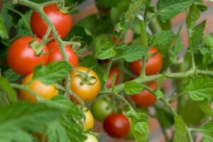 Projekt kontrole pesticida