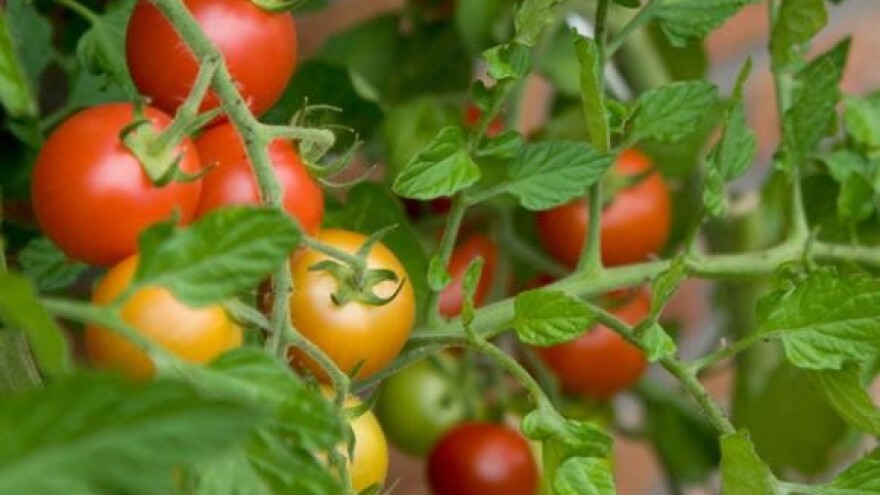 Projekt kontrole pesticida