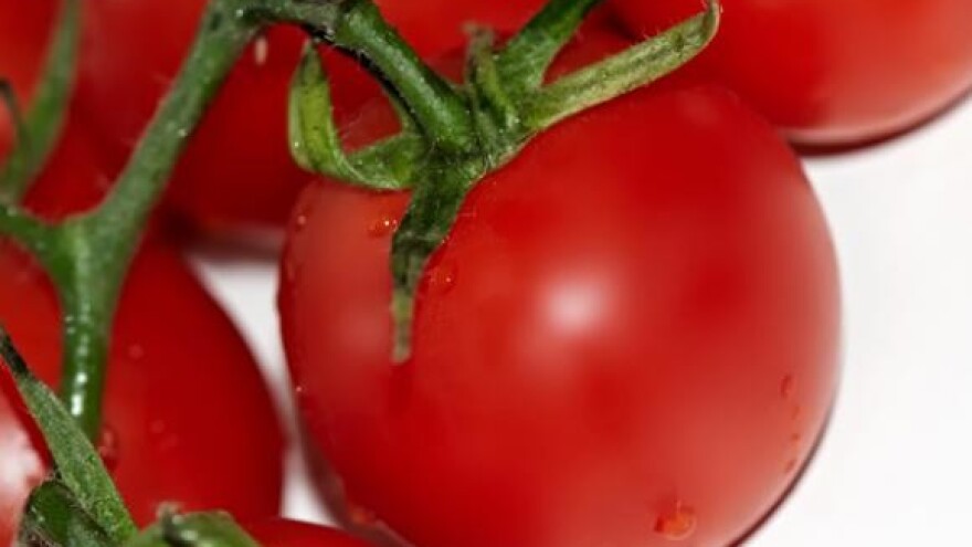Čuvanje autohtonih sorti rajčice