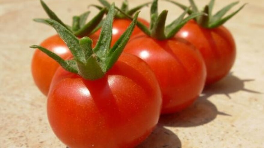 Posljedica GMO-a: U Slavoniji se već uhvatio superkorov