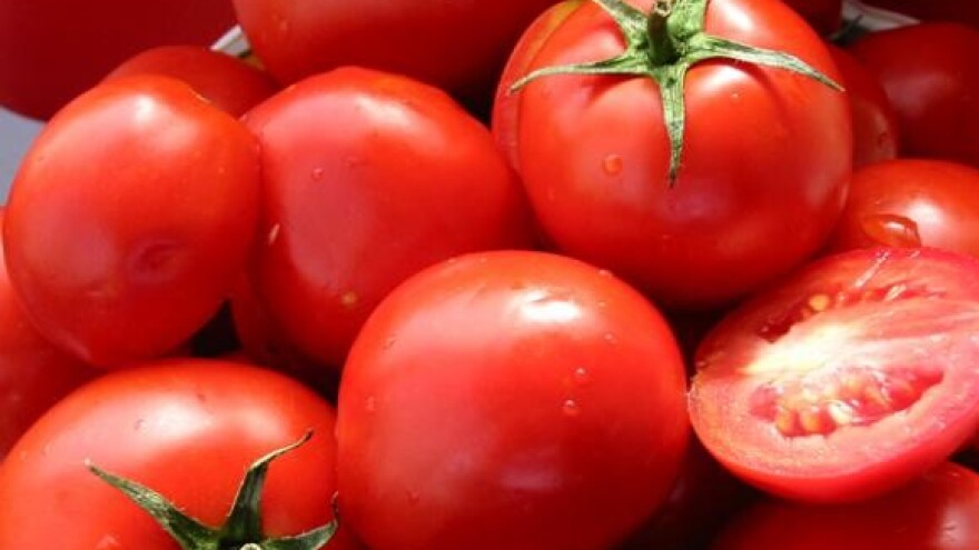 Protugradne mreže za rajčice