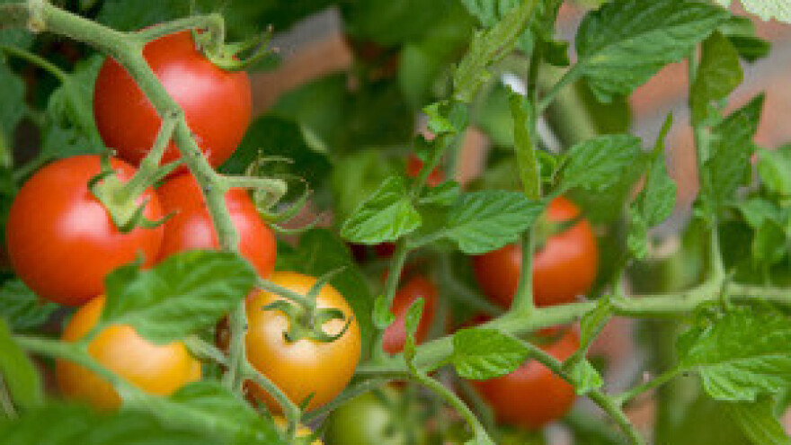 Proizvodnja povrća u vrgoračkom kraju