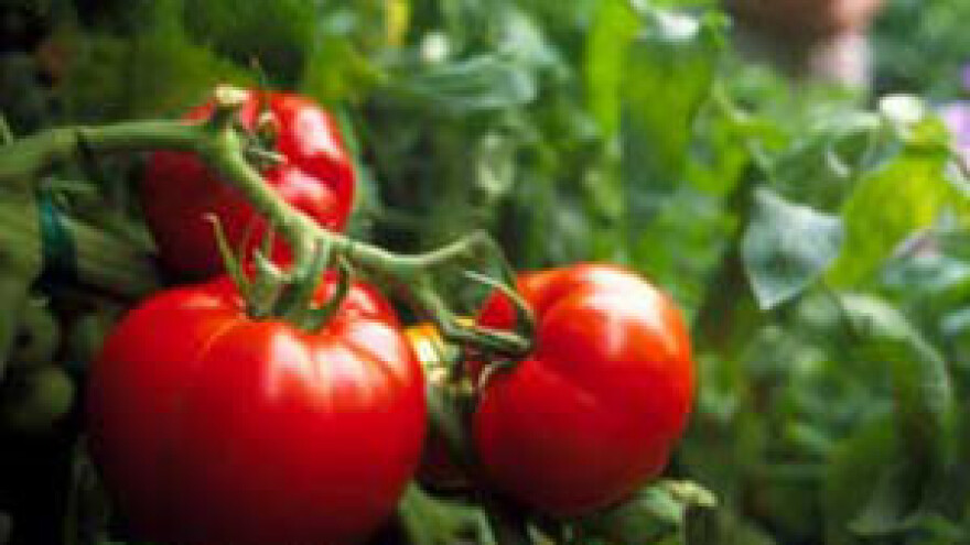 Plants Protector Thiofer u proizvodnji presadnica povrća