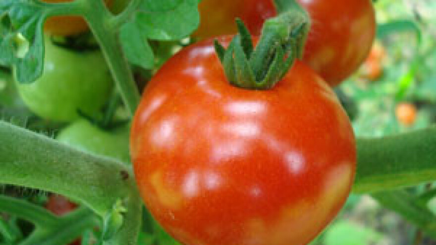 Nematode u plasteničkoj proizvodnji povrća