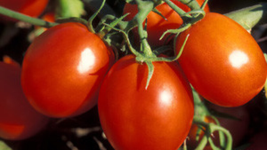 Rekordan urod pomidora u Istri